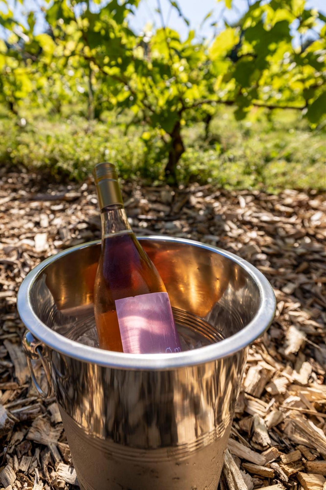 Holmegaard Vin Og Glamping Hotel Dannemare ภายนอก รูปภาพ